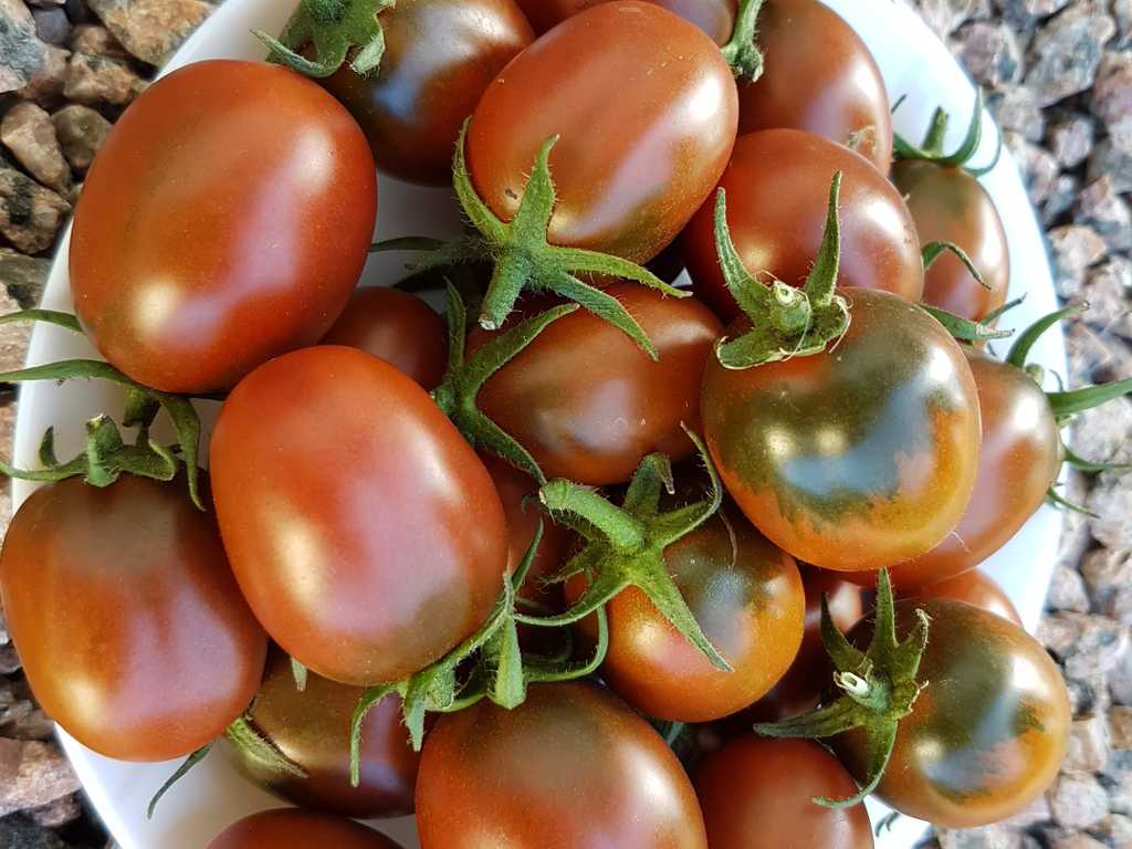 Chornaja Grusha, Svart päron